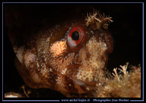 Hummmm.... What's up ?.... :O)... by Michel Lonfat 